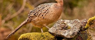 Female pheasant