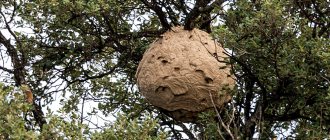 The most typical wasp nest is in the branches of a tree.