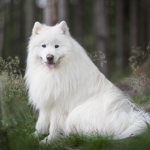 Samoyed