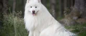 Samoyed