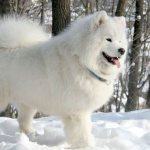 Samoyed-husky-dog-breed-Description-features-photo-care-and-price-7