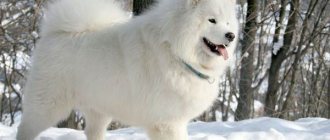 Samoyed-husky-dog-breed-Description-features-photo-care-and-price-7