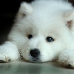 Samoyed dog Laika