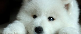 Samoyed dog Laika