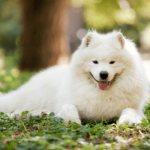 Samoyed dog