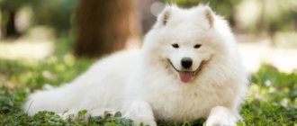 Samoyed dog