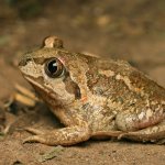 The largest frogs in the world: 10 largest and heaviest toads