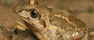 The largest frogs in the world: 10 largest and heaviest toads