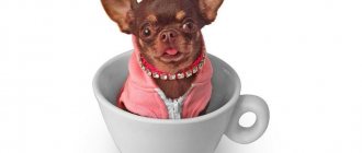 The smallest dog breeds in the world - names, descriptions and how much puppies cost