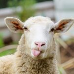 The most common breeds of sheep