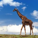 The tallest giraffe and ostrich in the world