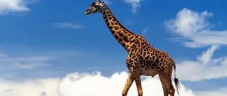 The tallest giraffe and ostrich in the world