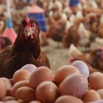 The most egg-laying chicken breeds