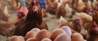 The most egg-laying chicken breeds