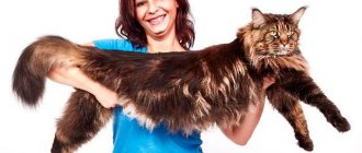 The largest Maine Coon in the world - an overview of the largest representatives of the breed