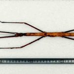 The largest stick insect