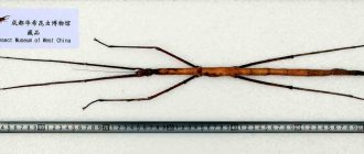 The largest stick insect