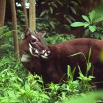 saola