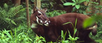 saola