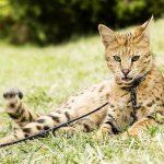 Savannah spotted cat