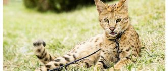 Savannah spotted cat