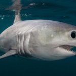 porbeagle