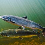 Salmon family - list and types of fish, distinctive features