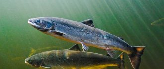 Salmon family - list and types of fish, distinctive features