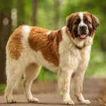 St. Bernard-dog-Description-features-care-and-maintenance-of-St.Bernard-8