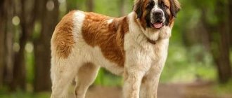 St. Bernard-dog-Description-features-care-and-maintenance-of-St.Bernard-8