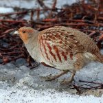 Gray partridge