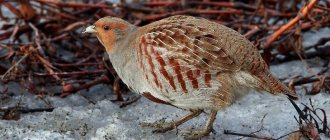 Gray partridge