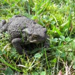 Gray toad (Bufo bufo), photo photo amphibians