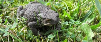 Gray toad (Bufo bufo), photo photo amphibians