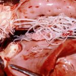 Heartworms in dogs