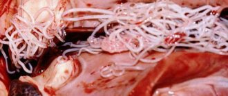 Heartworms in dogs