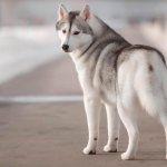 Gray Husky Photo