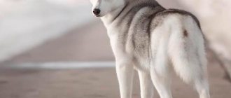 Gray Husky Photo