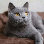 Gray cat