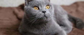 Gray cat