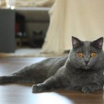 Gray cat lies on the floor