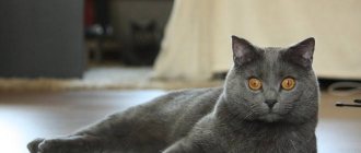 Gray cat lies on the floor