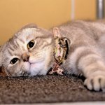 gray scottish fold photo