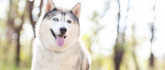 Nordic dog breeds