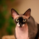 Sphinx brush, flock, velor - varieties and description of the skin and coat type of the cat breed