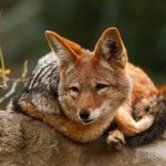 Jackal-animal-Description-features-species-lifestyle-and-habitat-of-the-jackal-4