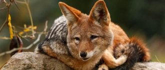 Jackal-animal-Description-features-species-lifestyle-and-habitat-of-the-jackal-4