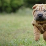 Shar Pei runs