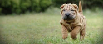 Shar Pei runs