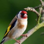 goldfinch at home